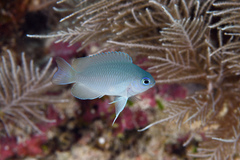 Grey Damsel photo 2