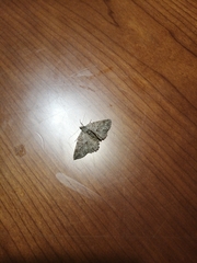 Ascotis fortunata