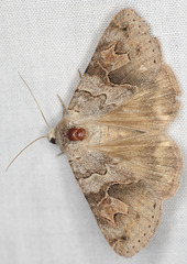 Drasteria scrupulosa