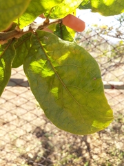 Aegiphila verticillata