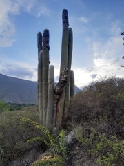 Cephalocereus senilis