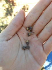 Aegiphila verticillata