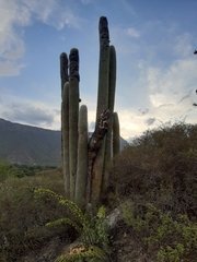 Cephalocereus senilis