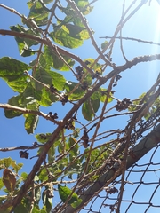 Aegiphila verticillata