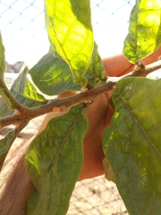 Aegiphila verticillata