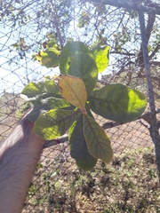 Aegiphila verticillata