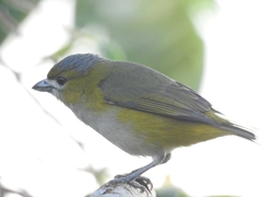 Euphonia chrysopasta