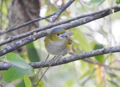 Euphonia chrysopasta