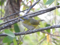 Euphonia chrysopasta