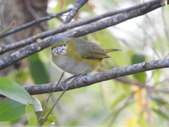 Euphonia chrysopasta