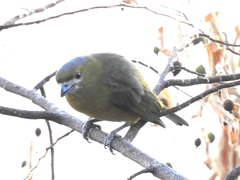 Euphonia chrysopasta
