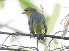 Euphonia chrysopasta