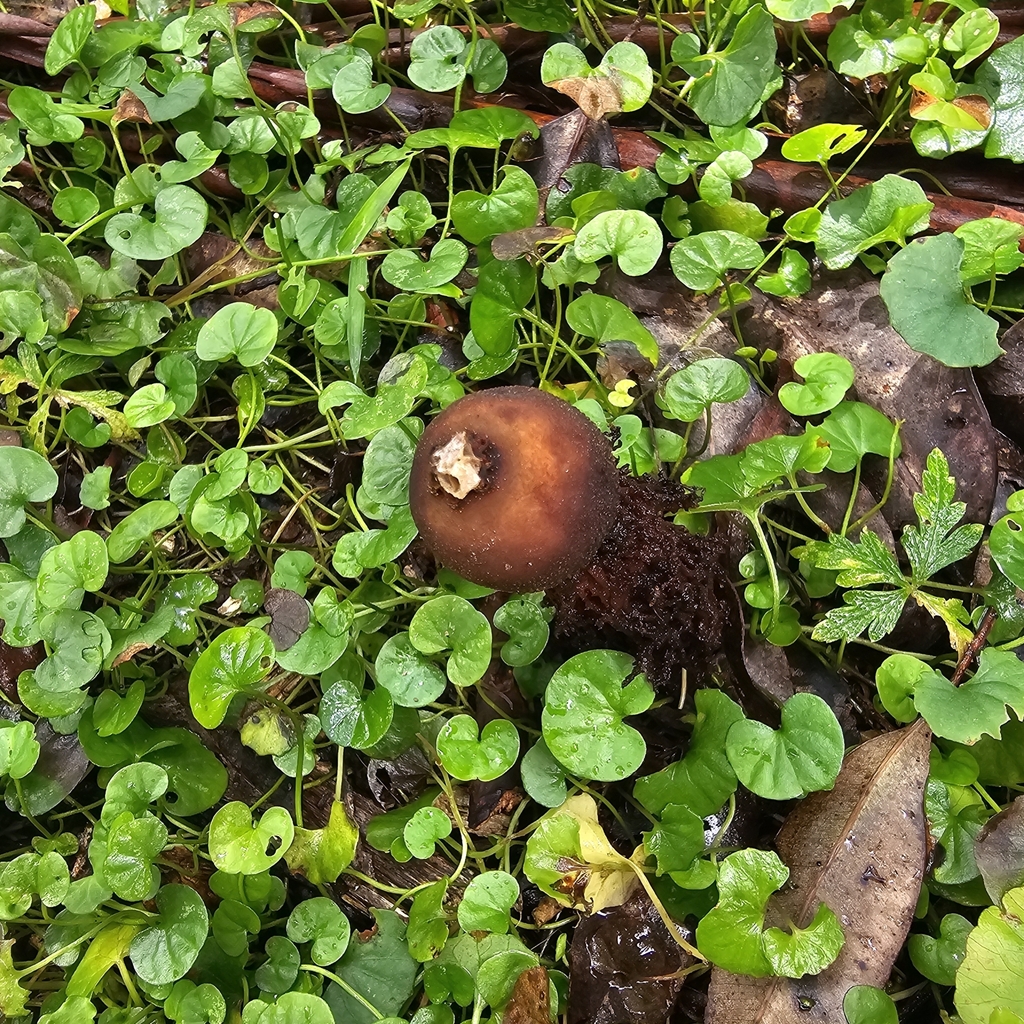 Calostoma fuscum · April 2025 · photo: © ferousfolly (iNaturalist, cc-by-sa)