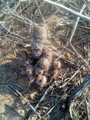 Mammillaria sheldonii