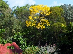 Handroanthus guayacan