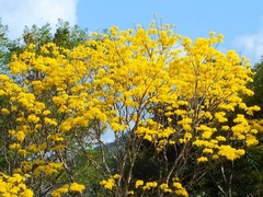 Handroanthus guayacan