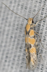 Gnorimoschema octomaculella