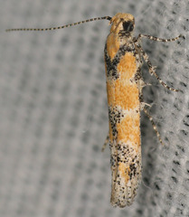 Gnorimoschema octomaculella