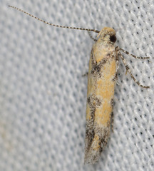 Gnorimoschema octomaculella