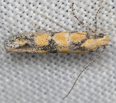 Gnorimoschema octomaculella