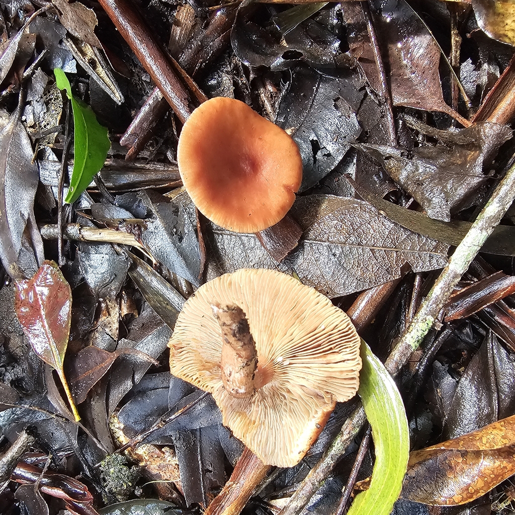 Lactarius eucalypti · April 2025 · photo: © ferousfolly (iNaturalist, cc-by-sa)