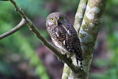 Glaucidium cuculoides