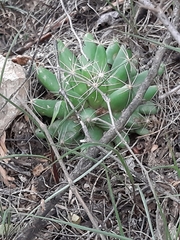 Mammillaria longimamma