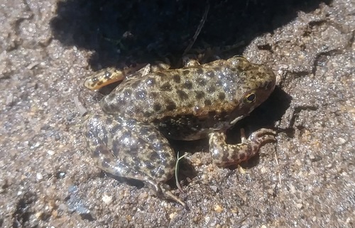 Sierra Nevada Yellow-legged Frog (Rana sierrae), a species recorded in California