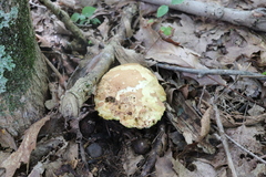 Caloboletus inedulis