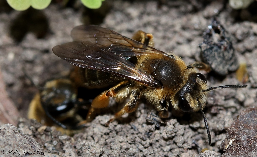 Commodius Miner Bee
