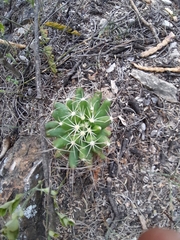 Mammillaria longimamma