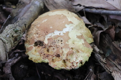 Caloboletus inedulis