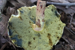 Caloboletus inedulis