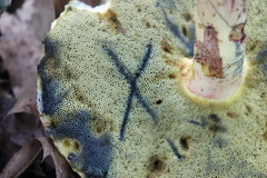 Caloboletus inedulis