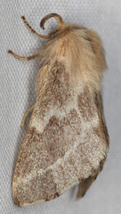 Malacosoma californica