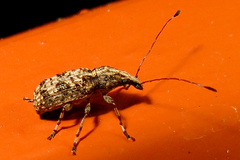 Meconemus infuscatus