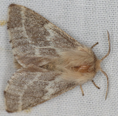Malacosoma californica