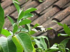 Papilio memnon memnon