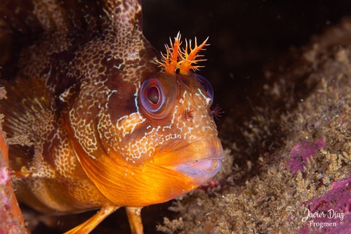 Tompot Blenny, photo 5 of 10