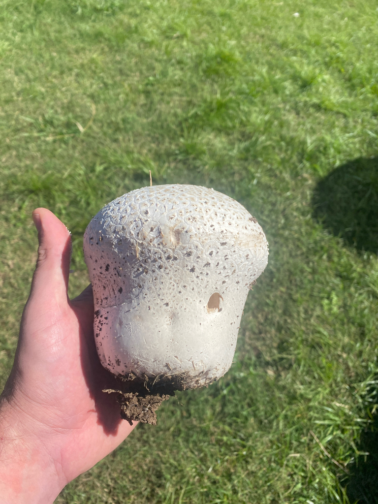 Calvatia cyathiformis · April 2025 · photo: © carancho (iNaturalist, cc-by)