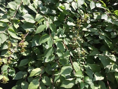 Neviusia alabamensis