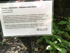 Neviusia alabamensis