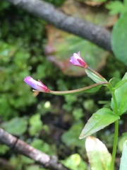 Epilobium alsinifolium