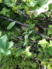 Epilobium alsinifolium