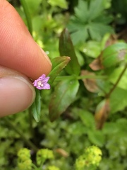 Epilobium alsinifolium