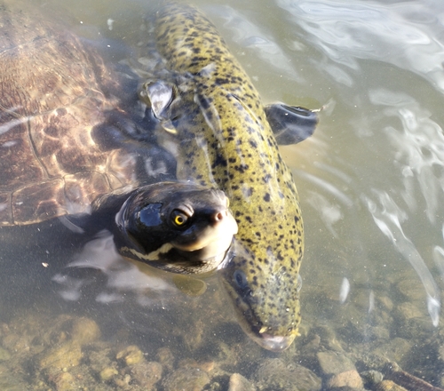 Australian longfinned eel (Anguilla reinhardtii) — Anguillidae — 2