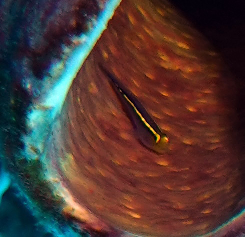 Yellowline goby (Elacatinus horsti) — Gobiidae — 3