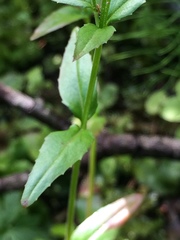 Epilobium alsinifolium
