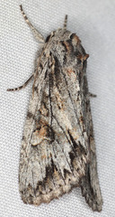 Andropolia diversilineata