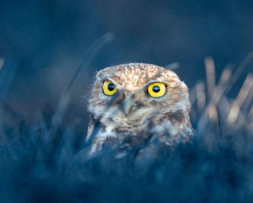 Burrowing Owl photographed in Iowa